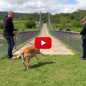 Cachorra arremessada de ponte em Campos