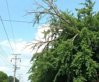 queda de árvore em Campos